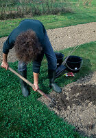 Planting a raspberry bush Digging the planting hole (1/8)