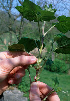 Stecklingsvermehrung von Ribes sanguineum (Blutjohannisbeere), Blätter entfernen