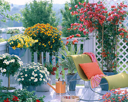 Bougainvillea, Lantana, Yucca (palm-tree)