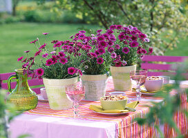 Osteospermum 'Wildside' (Cape basket)