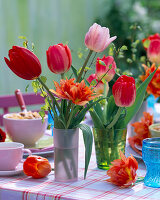 Tulipa (Tulpen)