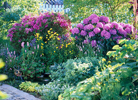 Rhododendron 'Catawbiense Boursault'