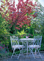 Malus 'Scarlet' (ornamental apple)