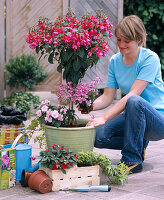 Under planting of fuchsia trunk