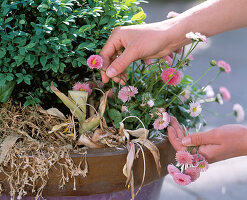 Underplanting a beech tub (3/7)