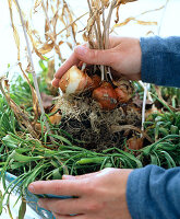 Store tulip bulbs