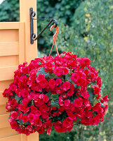 Wall bracket for hanging baskets