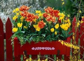 Tulipa, filled, yellow and orange tulips