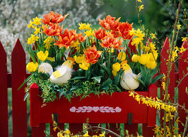 Tulipa, filled, yellow and orange tulips