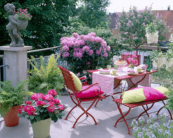 Roof terrace with rhododendron