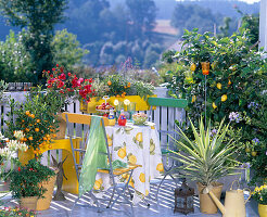 Citrus limon (lemon) on a trellis