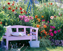 Rosa Holzbank vor buntem Beet mit Dahlia (Dahlie)