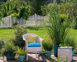 Spartina (Golden Barley Grass), Phalaris (Gloss Grass)