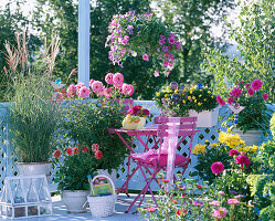 Miscanthus (Chinese Moss), Dahlia (Dahlia)