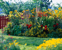 Heliopsis (oxeye), Hemerocallis (daylily)