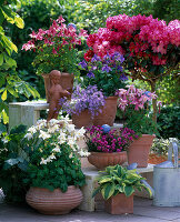 Aquilegia 'Spring Magic' (Akelei), Phlox bifida (Sandphlox), Armeria (Grasnelke)