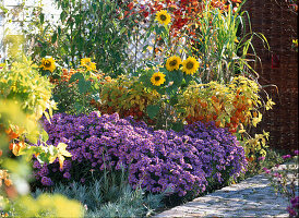 Aster 'Sapphire' (Kissenastern), Physalis (Lampions)