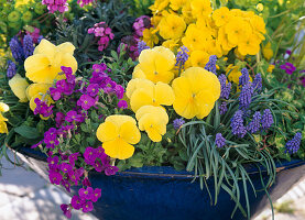 Blue bowl with primula (primrose), viola (pansy), arabis (daisy)