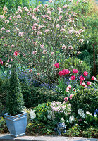 Spring bed with viburnum (scented snowball), Tulipa hybrid