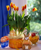 Tulipa hybr (tulips)