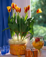 Tulipa-Hybr. (Tulpen), Windlicht