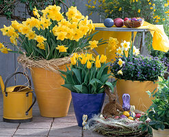 Narcissus 'Golden Harvest', Tulipa tarda, Tulipa 'Yokochama', Myosotis