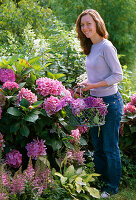 Junge Frau schneidet Blüten von Hydrangea macrophylla / Hortensie