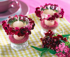 Dianthus barbatus (Bearded Carnation)