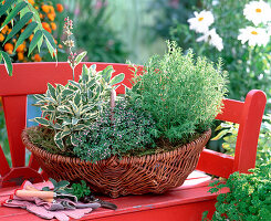 Plant a herb basket