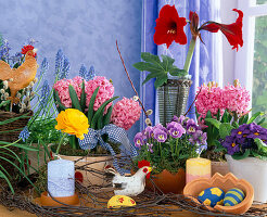 Hyacinthus orientalis, Viola, Primula, Hippeastrum