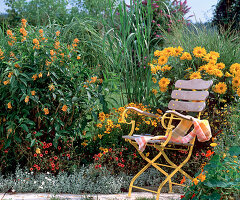 Heliopsis scabra, Coreopsis grandiflora, Cestrum, Potentilla