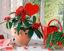 Skimmia and bubicoot with red hearts