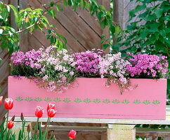 Phlox subulata ' Candy stripes ' - ' Moerheimii ' (Teppichphlox)