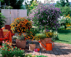 Lantana, Solanum (gentian tree)