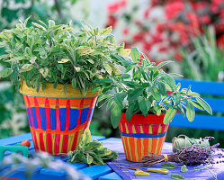 Salvia officinalis, Salvia 'Icterina' (sage)