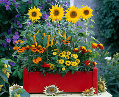 Helianthus 'Big Smile' (Sunflower)