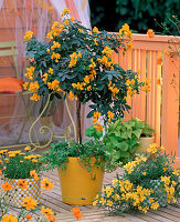 Cassia corymbosa (Gewürzrinde), Hedera (Efeu)