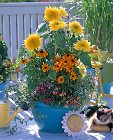 Helianthus Starburst 'Lemon Aura' (pollenfreie Sonnenblume)