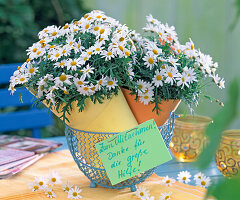 Argyranthemum (daisy)