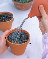 Tagetes seeding