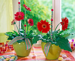 Gerbera in yellow pots