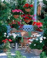 Pelargonium Summer Twist 'White', 'Toro', 'Carmen'