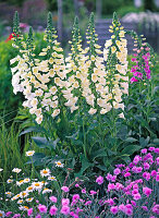 Digitalis purpurea 'Alba' (white foxglove)