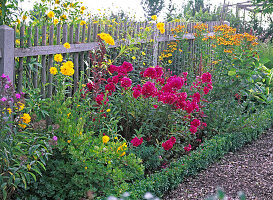 Phlox ' Starfire ' (Flammenblume)