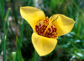 Tigridia pavonia (Peacock flower, Tiger flower)