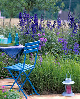 Delphinium belladonna (Delphinium)