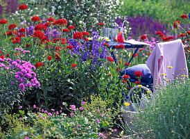 Lychnis chalcedonica (Burning Love)