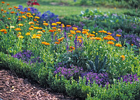 Calendula (Marigold), Lobelia laguna (bird-eye)