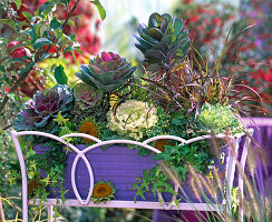 Brassica (ornamental cabbage), Panicum 'Rehbraun' (rodent millet)