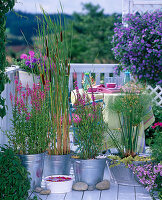 Lythrum (purple loosestrife), Typha (bulrush)